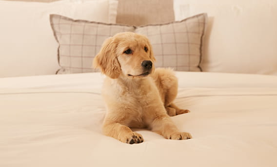 A Golden Retreiver puppy in a bed at The Little Nell