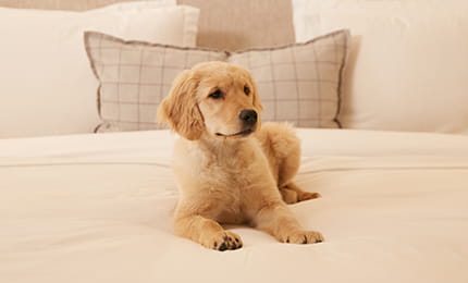 A Golden Retriever puppy on the bed.
