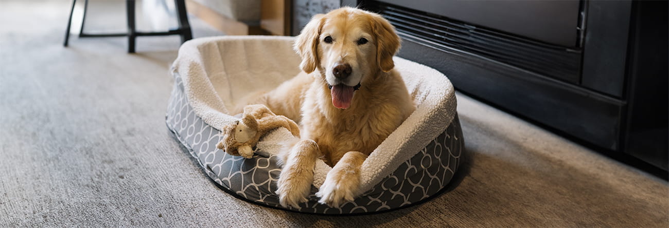 A golden retriever in a dog bed by the fireplace in a room at The Little Nell.