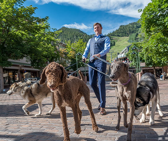 careers at the little nell