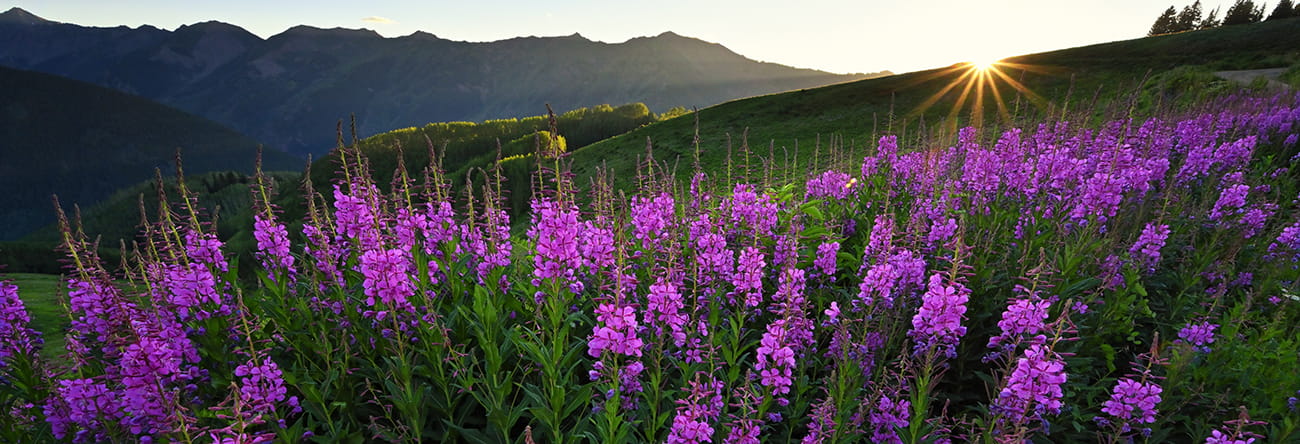 a field of purple wildflowers on top of aspen mountain in the summer.