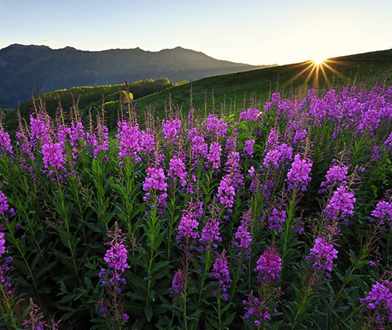 a field of purple wildflowers on top of aspen mountain in the summer.