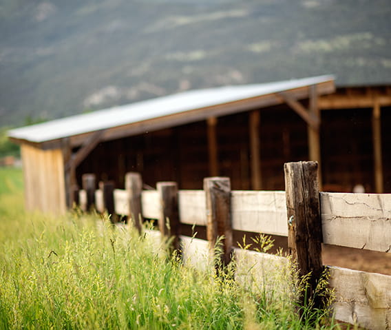 Outdoor shot of a purveyor's local farm with wooden fence and barn.