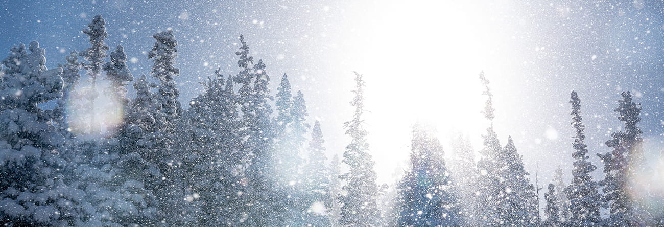 Treetops in the winter as the snow is falling on a sunny morning.