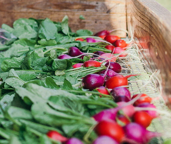 The Little Nell environmental initiatives include the hotel's commitment to using fresh, organic ingredients from local farms, such as these radishes from Rock Bottom Ranch.