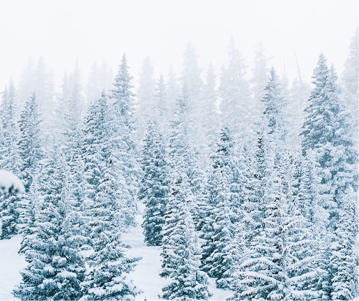 evergreen trees covered in snow