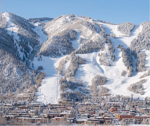 aspen in the winter