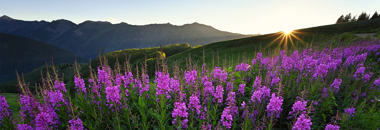 Sunset overlooking the mountain range and purple wild flowers.