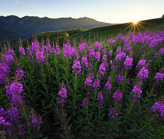 Sunset overlooking the mountain range and purple wild flowers.