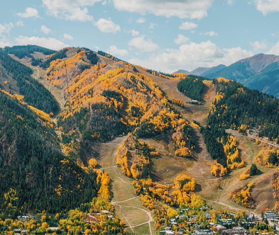 Aspen Trees changing colors in the fall