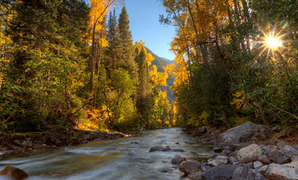 fall trees surrounding a river