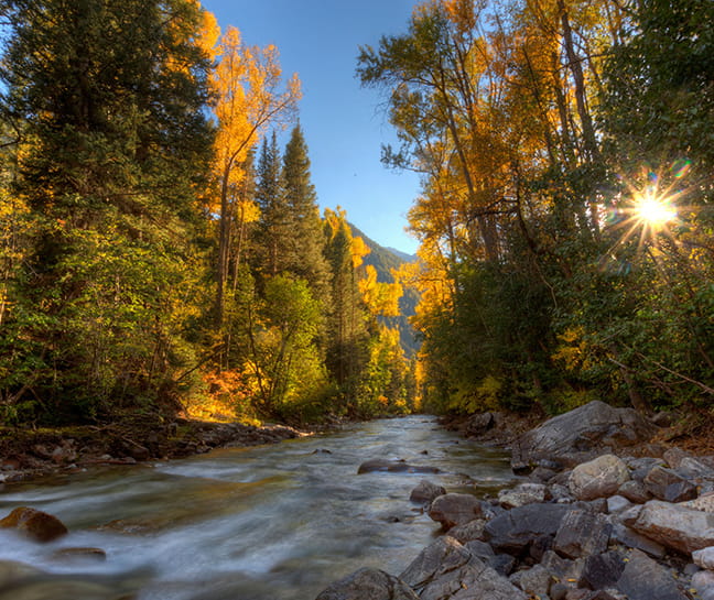 fall trees along a flowing river 