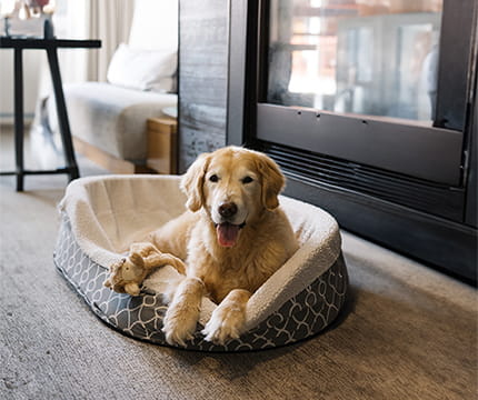 A golden retriever in a dog bed by the fireplace in a room at The Little Nell.